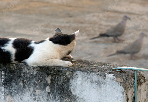 black and white cat standing on a cement fence ,staring at birds . sunny afternoon. selective focus