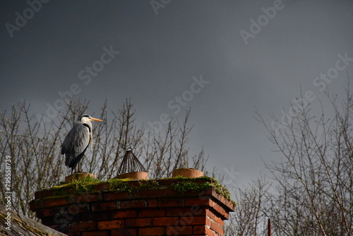 Heron on the roof, Kilkenny, Ireland