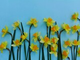 Daffodil yellow spring flower paperwhite pattern on blue background. Narcissi texture for card design. Close-up beautiful Narcissus papyraceus view from above. Decorative seasonal yellow narcis border