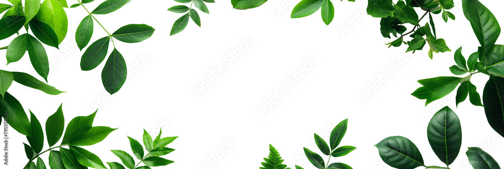 Creative layout made of green leaves on a transparent background. Flat lay, minimal nature concept top view.