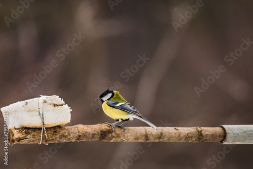 bird titmouse in winter feeding fat from the feeder