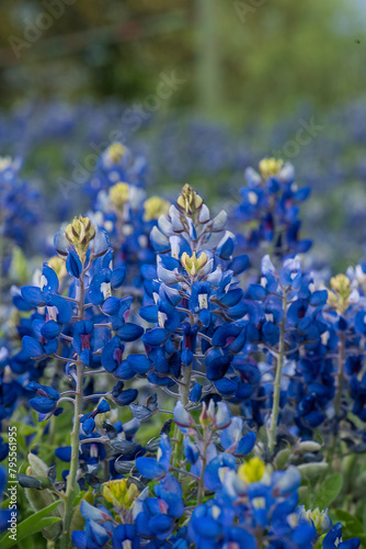 Bluebonnets in Bloom