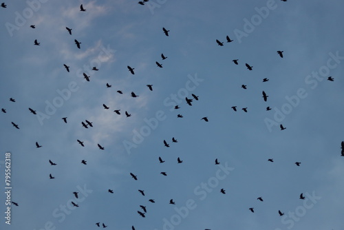 crow birds flying in blue sky