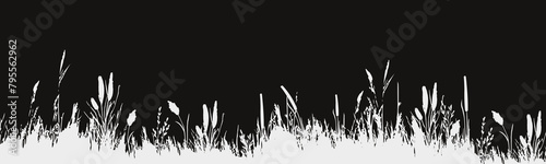 Image of a monochrome reed,grass or bulrush on a white background.Isolated vector drawing.Black grass graphic silhouette. photo