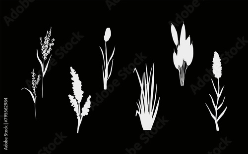 Image of a monochrome reed,grass or bulrush on a white background.Isolated vector drawing.Black grass graphic silhouette.