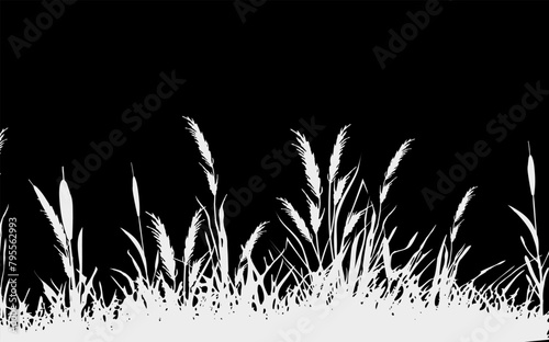 Image of a monochrome reed,grass or bulrush on a white background.Isolated vector drawing.Black grass graphic silhouette.