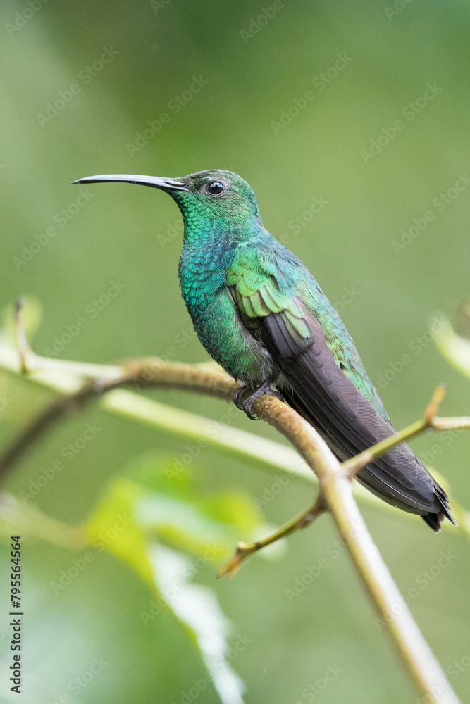 Fototapeta premium Green Hermit, Phaethornis guy, rare hummingbird from Costa Rica, green bird flying next to beautiful red flower with rain, action feeding scene in green tropical forest, animal in the nature habitat