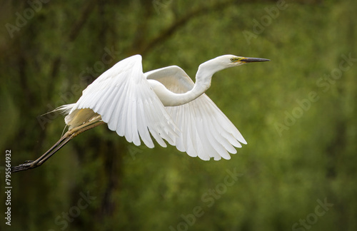 Canvastavla Great egret (Ardea alba) in flight