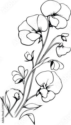 Hand drawn Sweet Pea Flower Sketch and botanical Illustration, sweet pea flower drawings, sweet pea flower wall decor, freesh sweet pea flower line work, flowers coloring pages