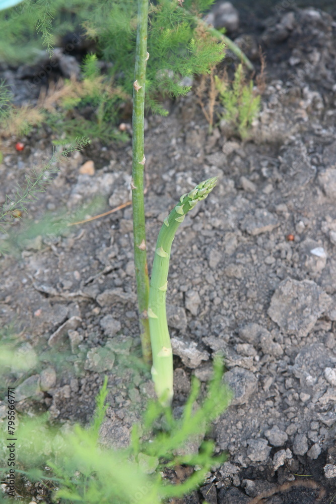Asparagus Growth: From Soil to Spear Asparagus Growth: From Soil to Spear
