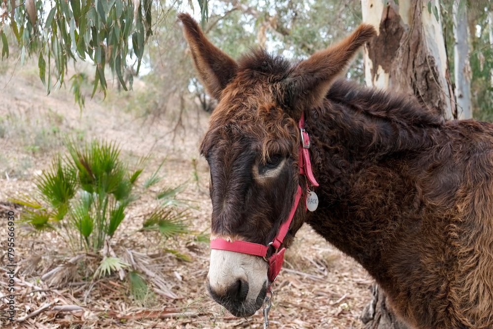 Mijas, Spain, Europe. Donkeys at a local animal rescue sanctuary Mijas, Spain, Europe. Donkeys at a local animal rescue sanctuary