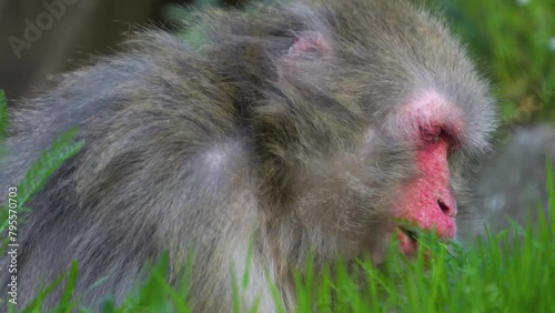 macaque sitting on a meadow eating grass photo