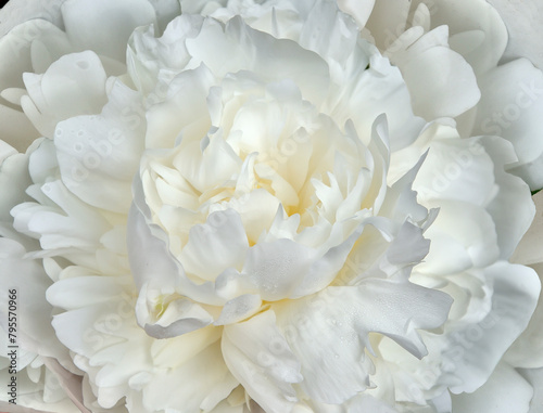 Amazing beauty of white peony flower - macro, summer floral or festive background © rvo233