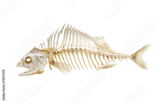 Fish skeleton isolated on white background.