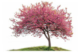 A cherry blossom tree in full bloom against a white background