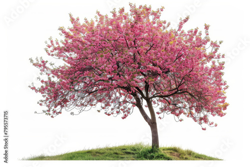 A cherry blossom tree in full bloom against a white background