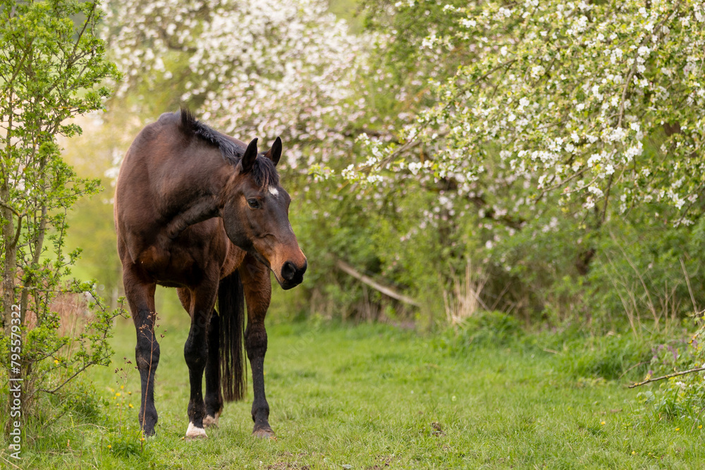 Warmblut mit blühenden Obstbäumen Warmblut mit blühenden Obstbäumen