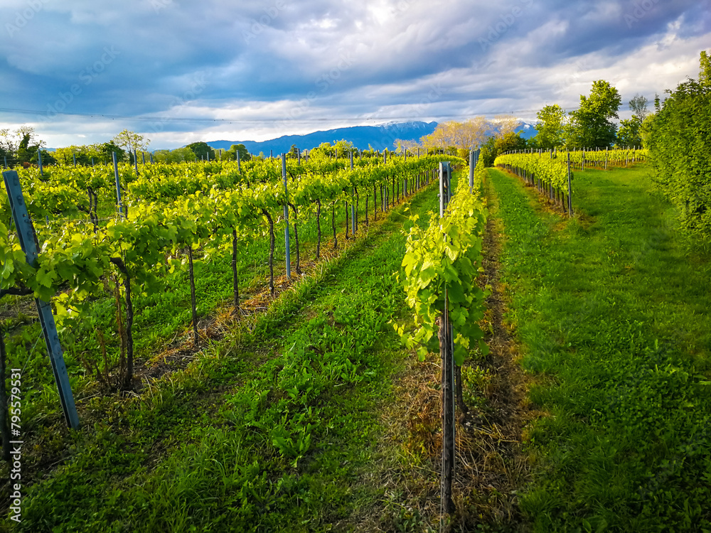 Background with spring rows of a vineyard