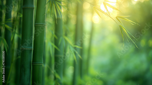 Gentle sunlight filters through the lush greenery of a tranquil bamboo forest, creating a serene and revitalizing ambiance photo