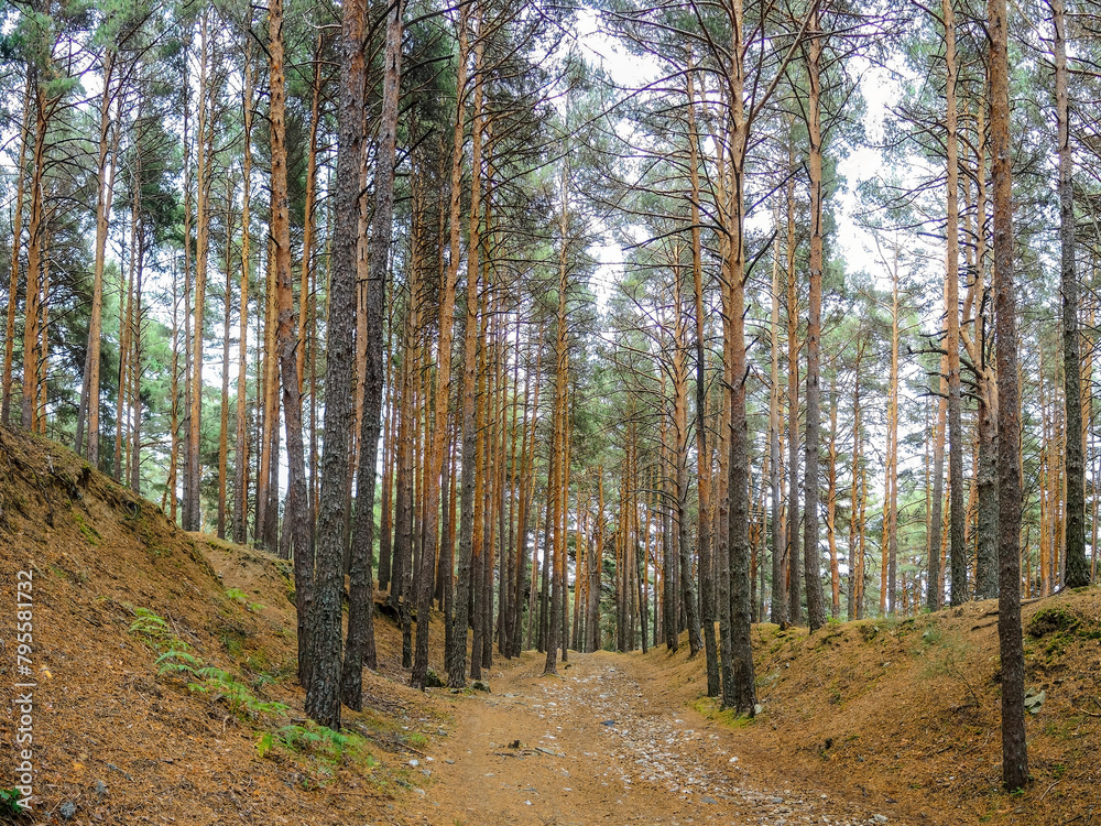 Obraz premium Mountain trail in autumn with leafless trees