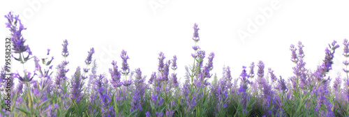 A lavender flower field isolated on a transparent background