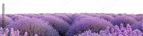 A lavender flower field isolated on a transparent background