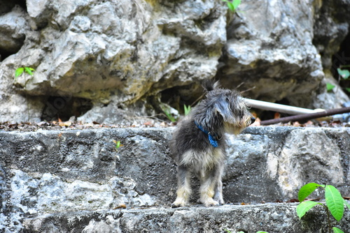 Cachorro maya, en un cenote, sobre rocas, en la selva