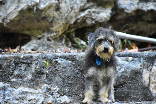 Perrito en la selva, cerca de un cenote