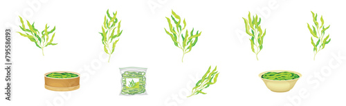 Green Hijiki Seaweed and Algae Plant Vector Set