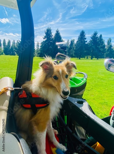 dog sitting in a golf cart