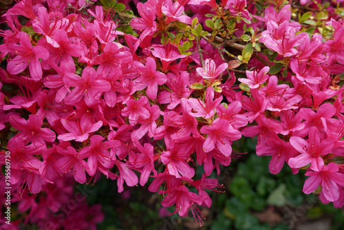 pink azalea flowers in spring season bloom. pretty floral display of vibrant flowering shrub 