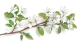 amelanchier flowering branch isolated on white background realistic 3d botanical illustration