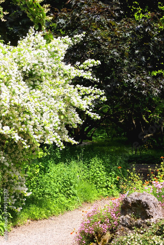 Fototapeta Naklejka Na Ścianę i Meble -  White blossoms in the beautiful park. Selective focus.