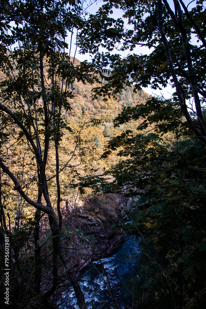 Autumn landscape in a mountain forest.
