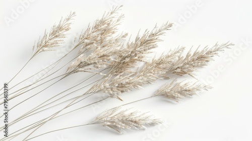 intricate 3d illustration of delicate nassella tenuissima grass isolated on white closeup view photo