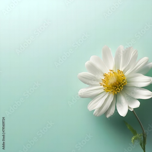 Chamomile flower close-up isolate on a light green, azure background