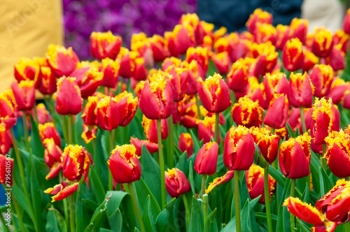 Keukenhof park of flowers and tulips in the Netherlands. Beautiful outdoor scenery at Holland