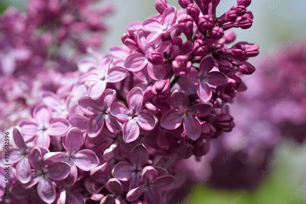 Large lilac bush in spring. Bright flowers of spring lilac bush. Spring lilac flowers close-up. Sprig of beautiful varietal blooming flower. Syringa vulgaris. First flowers. Postcard background Large lilac bush in spring. Bright flowers of spring lilac bush. Spring lilac flowers close-up. Sprig of beautiful varietal blooming flower. Syringa vulgaris. First flowers. Postcard background