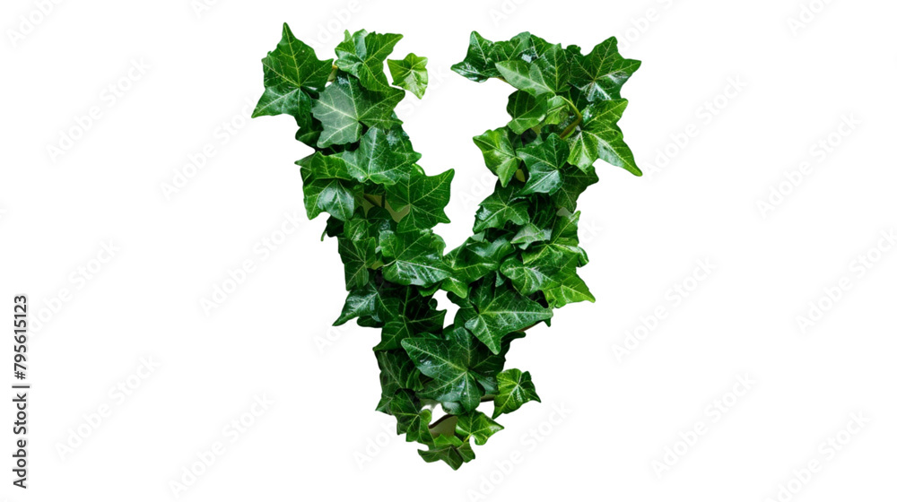 The letter V of the English alphabet from the leaves of green plants isolated on white background PNG The letter V of the English alphabet from the leaves of green plants isolated on white background PNG