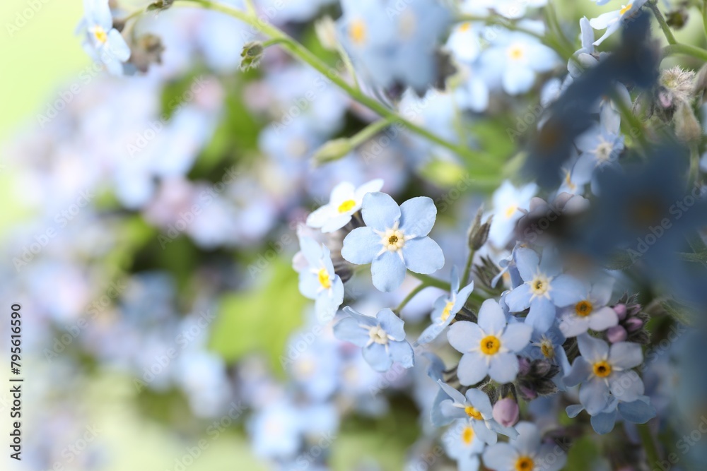 Beautiful forget-me-not flowers growing outdoors, closeup. Spring season Beautiful forget-me-not flowers growing outdoors, closeup. Spring season