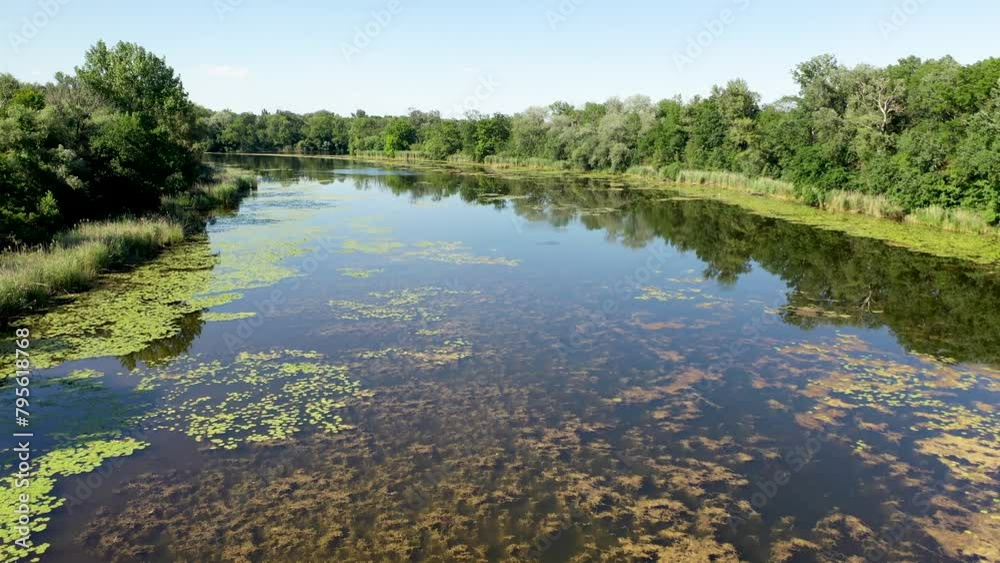 Aerial view of water lily filled swamp river with reed and trees on the side during summer. Flying above water and swamp Aerial view of water lily filled swamp river with reed and trees on the side during summer. Flying above water and swamp