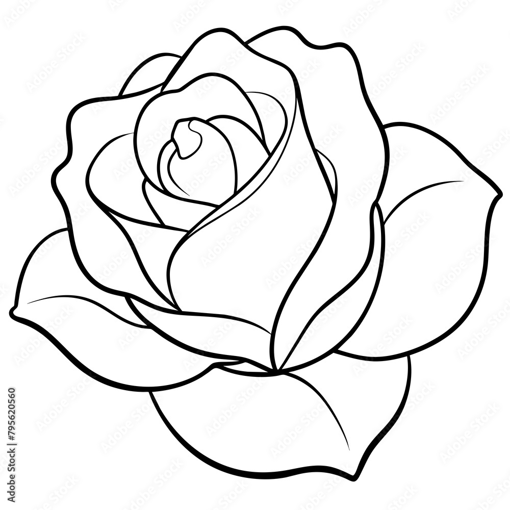 rose on a white background rose on a white background