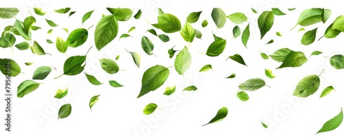 A fresh green leaves separately falling and levitate.