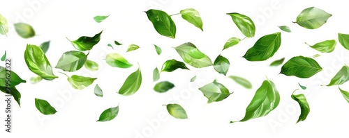 A fresh green leaves separately falling and levitate. photo