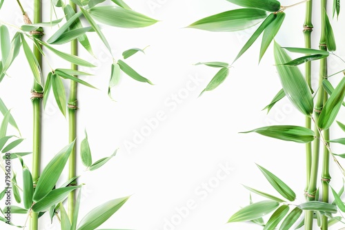 Green bamboo plant with leaves on white background  a terrestrial organism