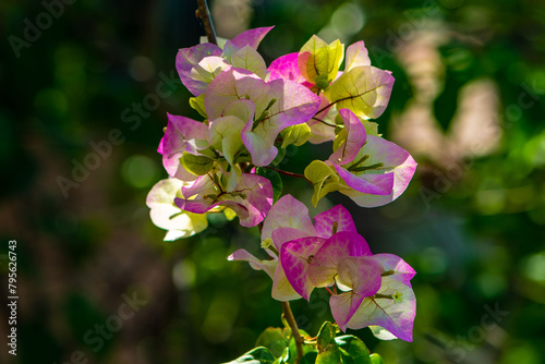 Blooming bougainvillea on a blurred background.