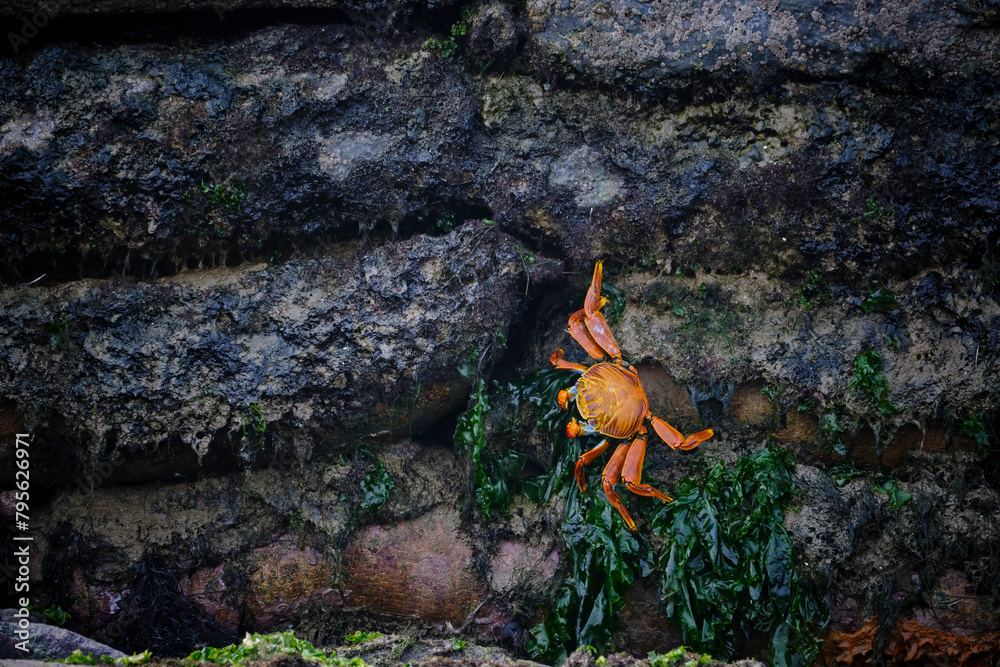 Adult Sally lightfoot crab (Grapsus grapsus) in the sandy pool of La Punta beach in Lima - Peru. Adult Sally lightfoot crab (Grapsus grapsus) in the sandy pool of La Punta beach in Lima - Peru.