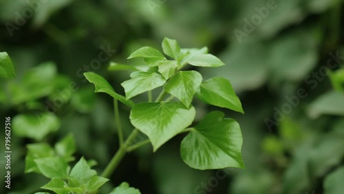 Wallpaper Mural close up of green leaves, a growing branch of a creeper, young green leaves Torontodigital.ca