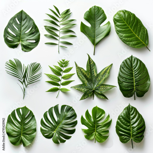 Assorted Tropical Leaves on White