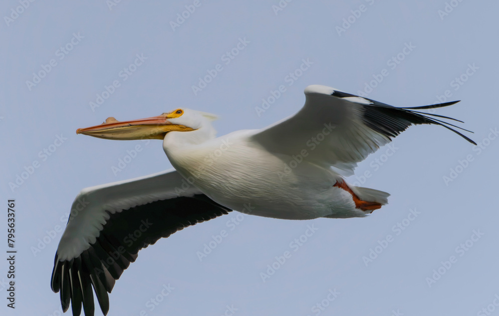 Fototapeta premium Migrating Pelicans taking flight at local lake, Fishers, Indiana. Spring. 